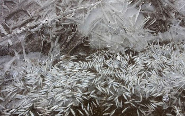 В Китае на зимнюю рыбалку удочек не берут - только ледорубы