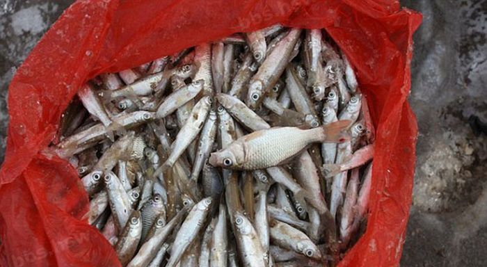 В Китае на зимнюю рыбалку удочек не берут - только ледорубы